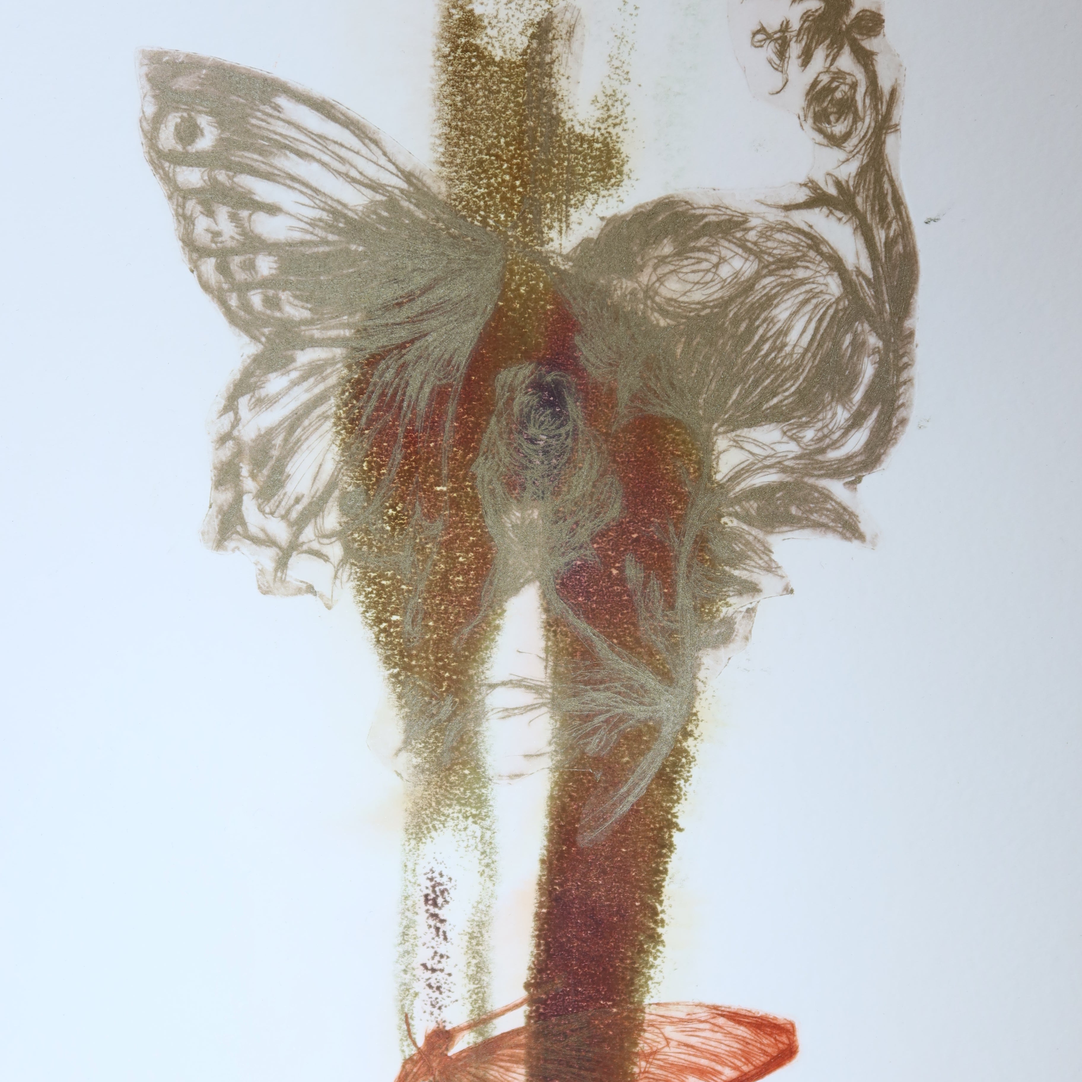 Œuvre originale de la collection Spiritus, gravure image imprimée représentant un crâne anatomique avec un papillon superposé au-dessus des yeux dans une composition verticale.