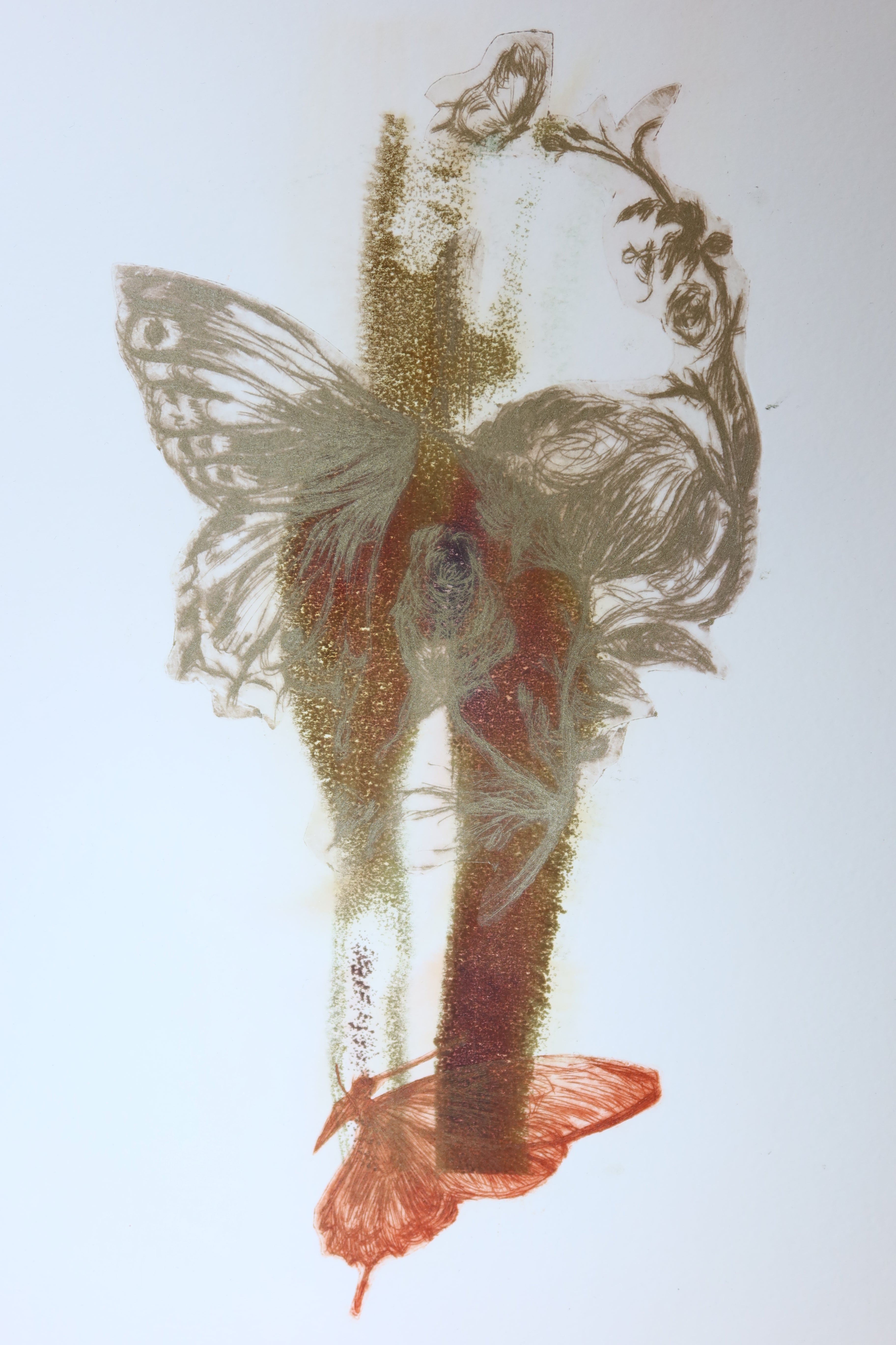 Œuvre originale de la collection Spiritus, gravure image imprimée représentant un crâne anatomique avec un papillon superposé au-dessus des yeux dans une composition verticale.