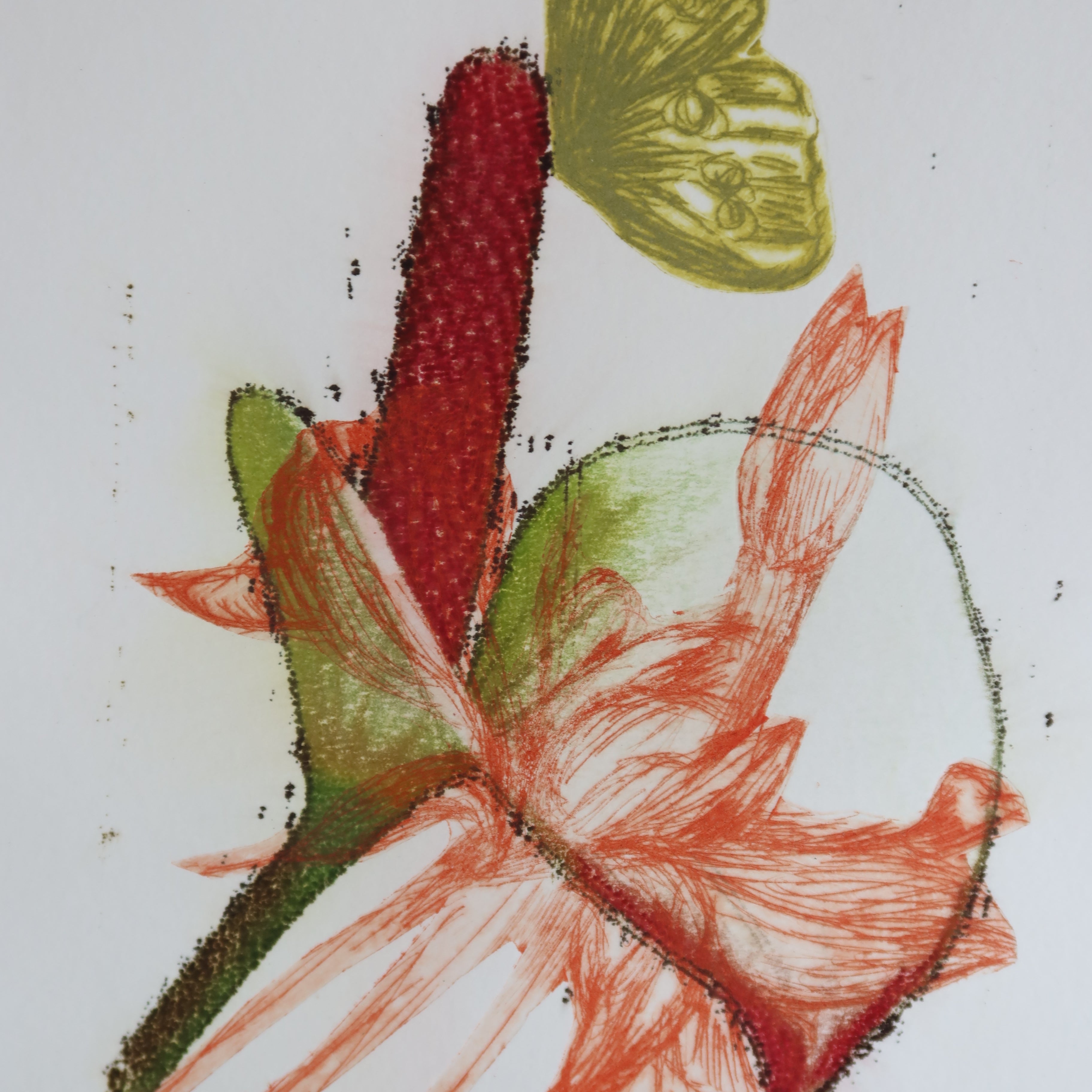 Œuvre de la collection Spiritus, gravure image imprimée représentant un papillon et des fleurs avec éléments botaniques, teintes vert et rouge.