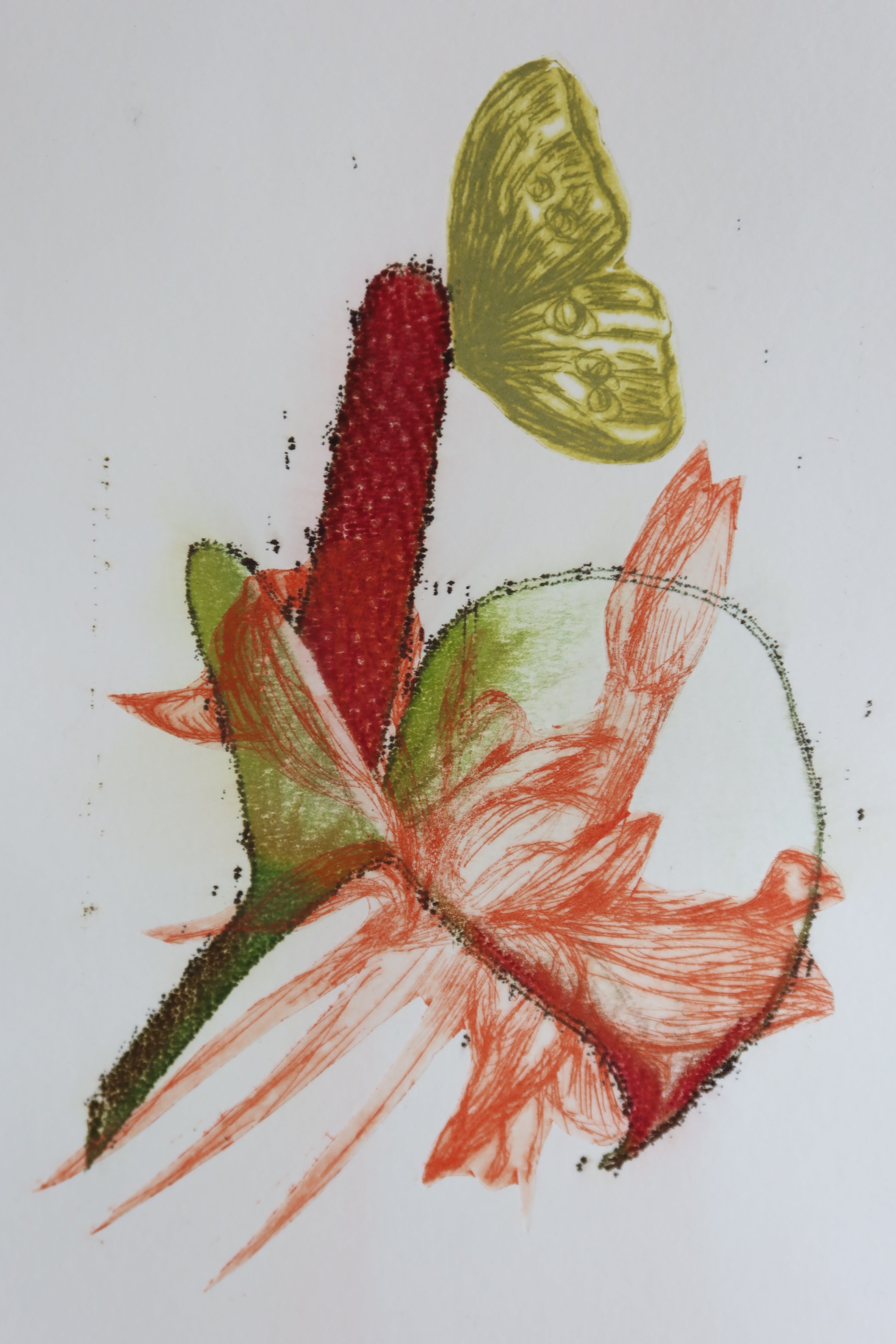 Œuvre de la collection Spiritus, gravure image imprimée représentant un papillon et des fleurs avec éléments botaniques, teintes vert et rouge.